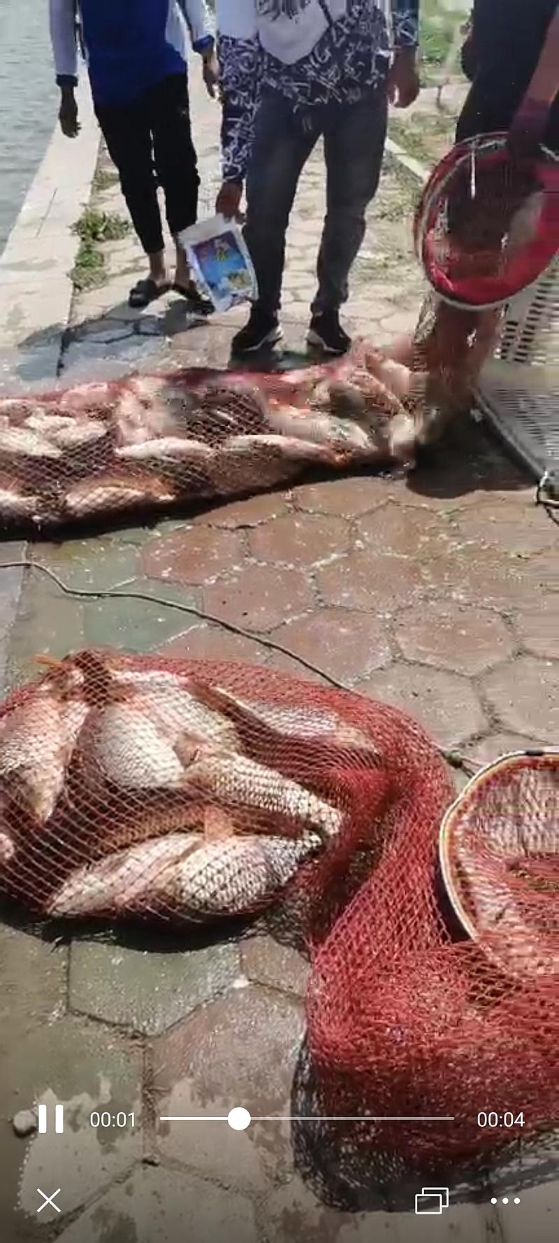 鱼情介绍图片