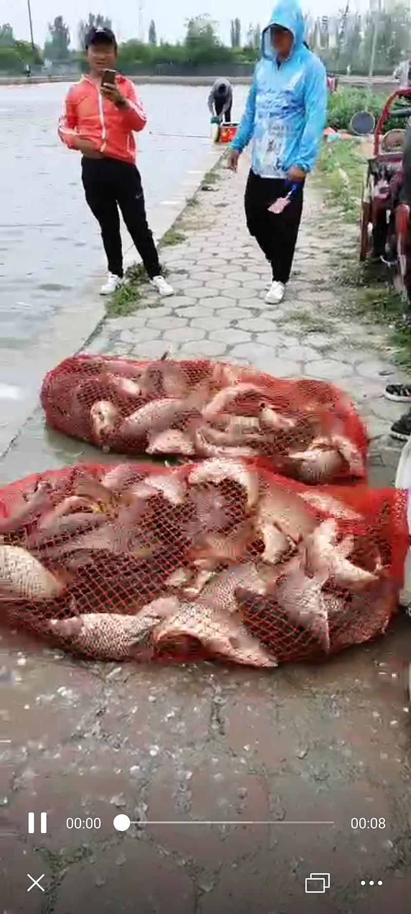 鱼情介绍图片