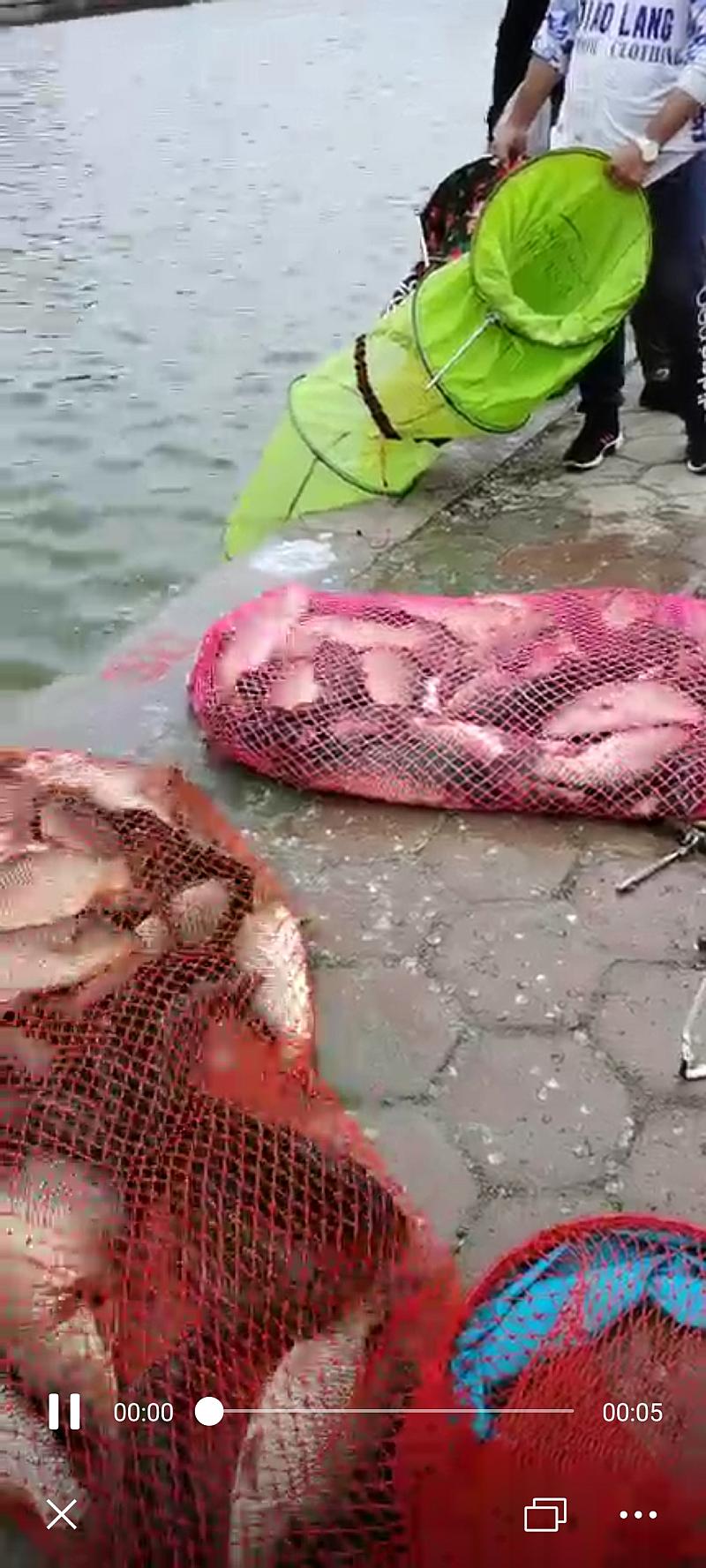鱼情介绍图片