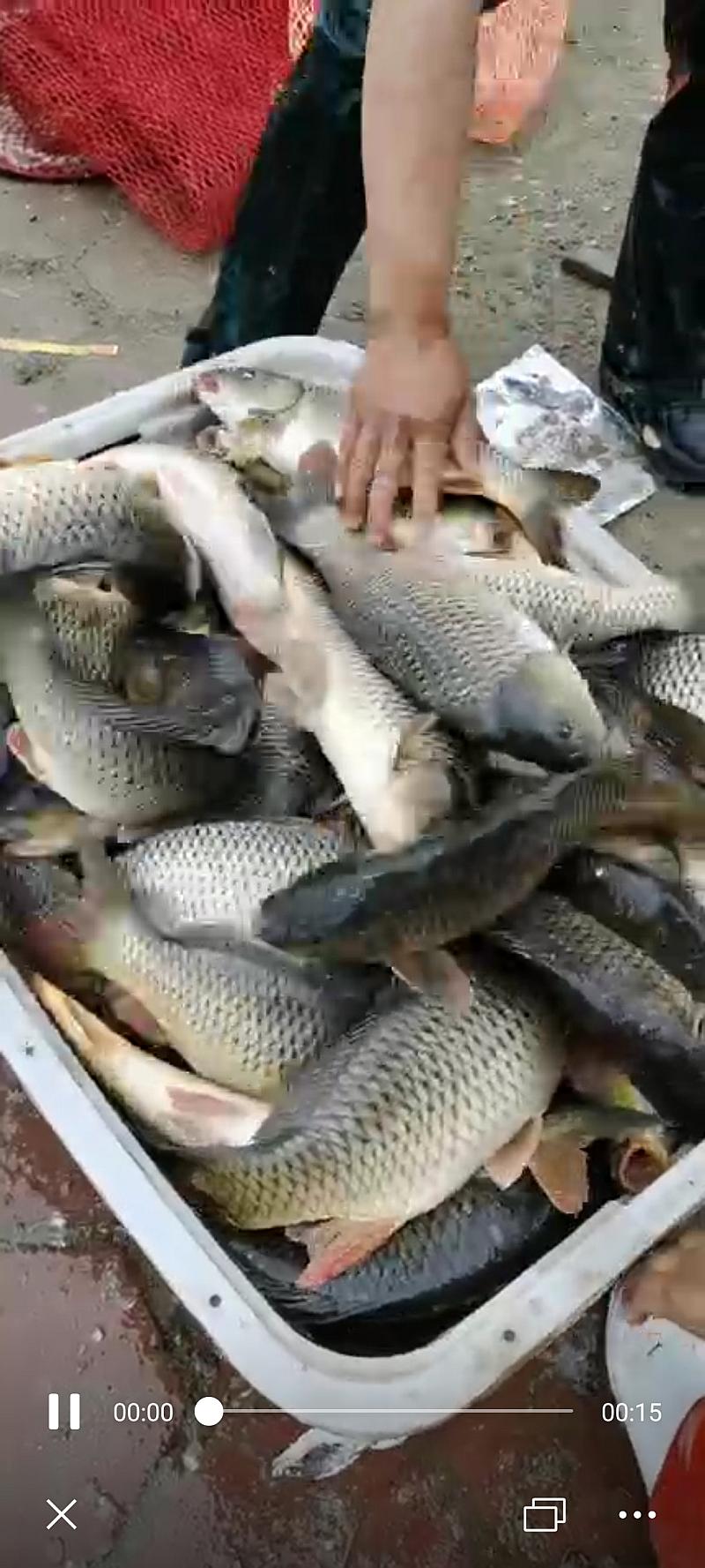 鱼情介绍图片