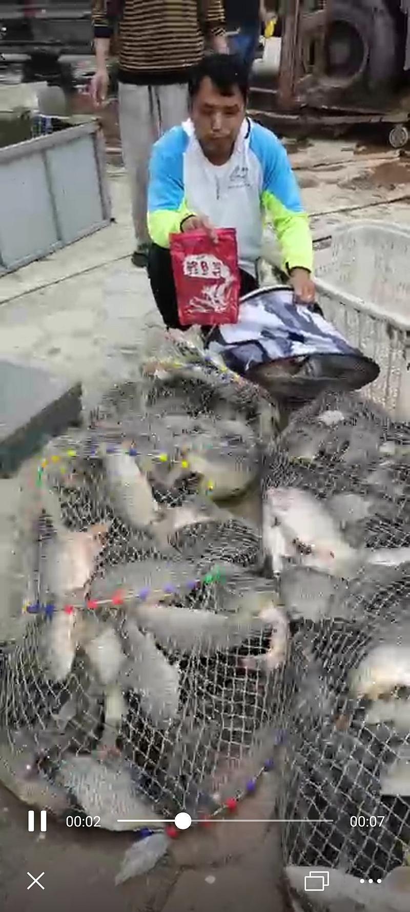 鱼情介绍图片