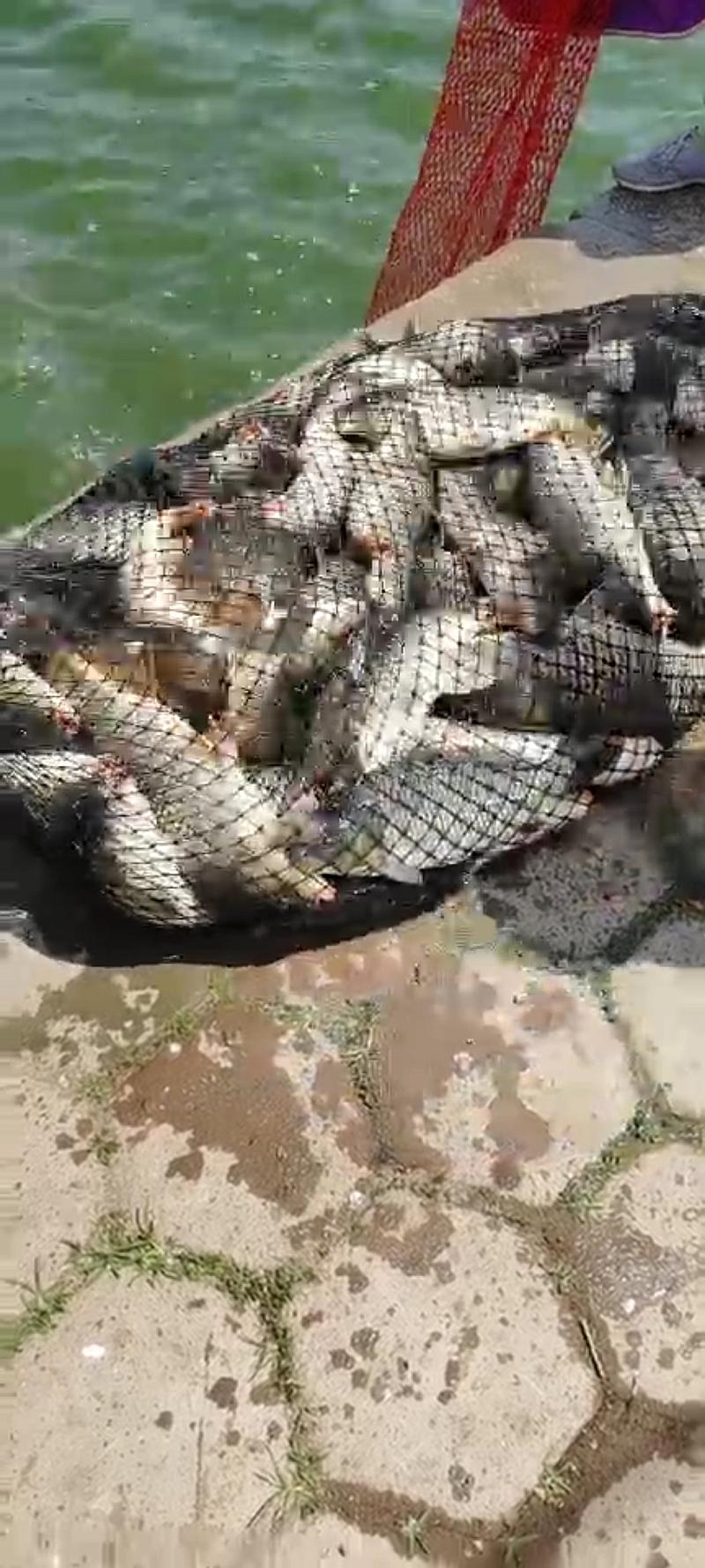 鱼情介绍图片