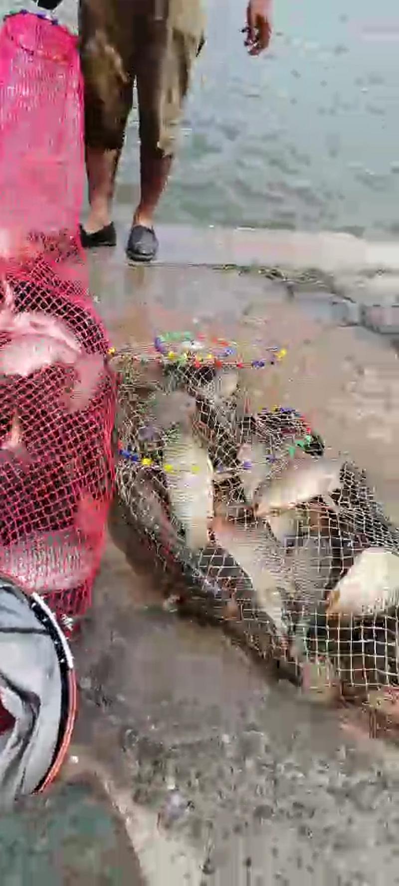 鱼情介绍图片
