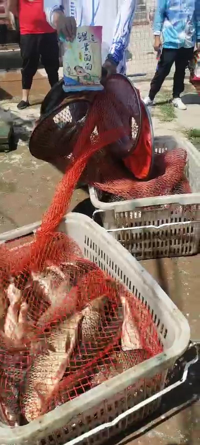 鱼情介绍图片