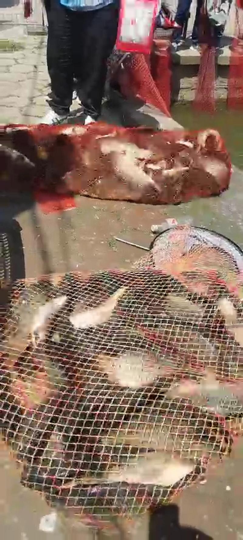 鱼情介绍图片