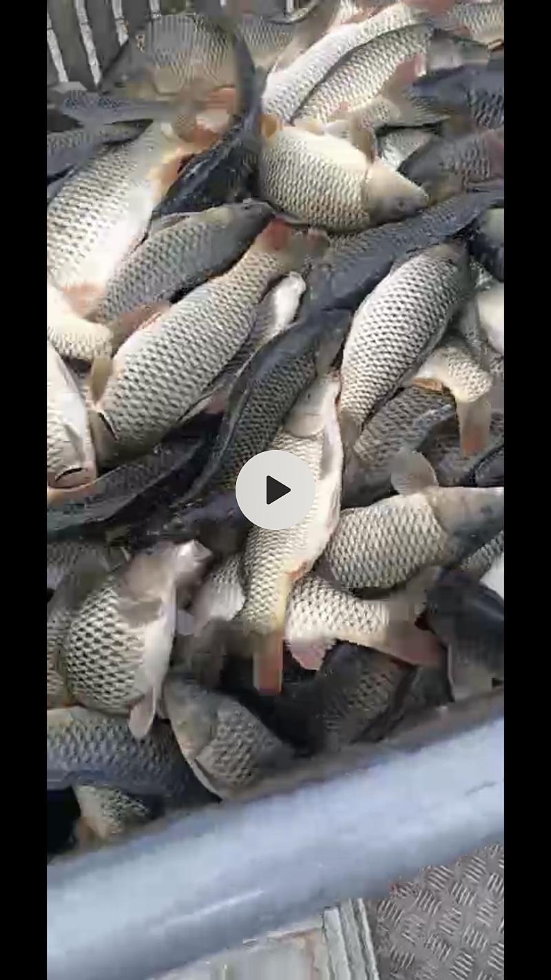 鱼情介绍图片
