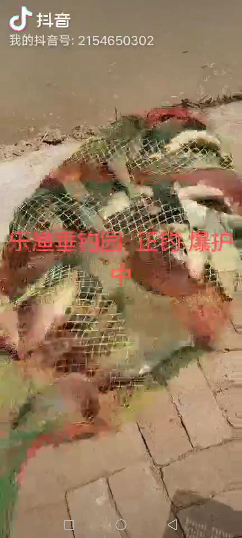 鱼情介绍图片