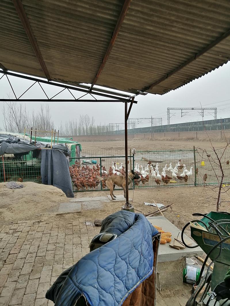 鱼情介绍图片
