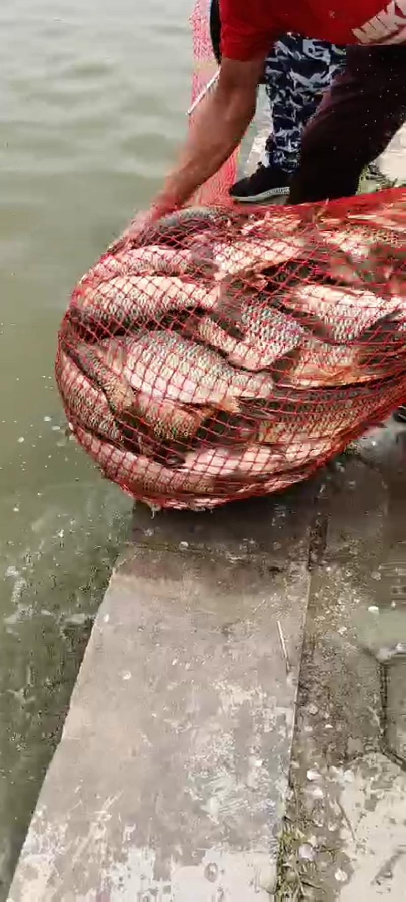 鱼情介绍图片