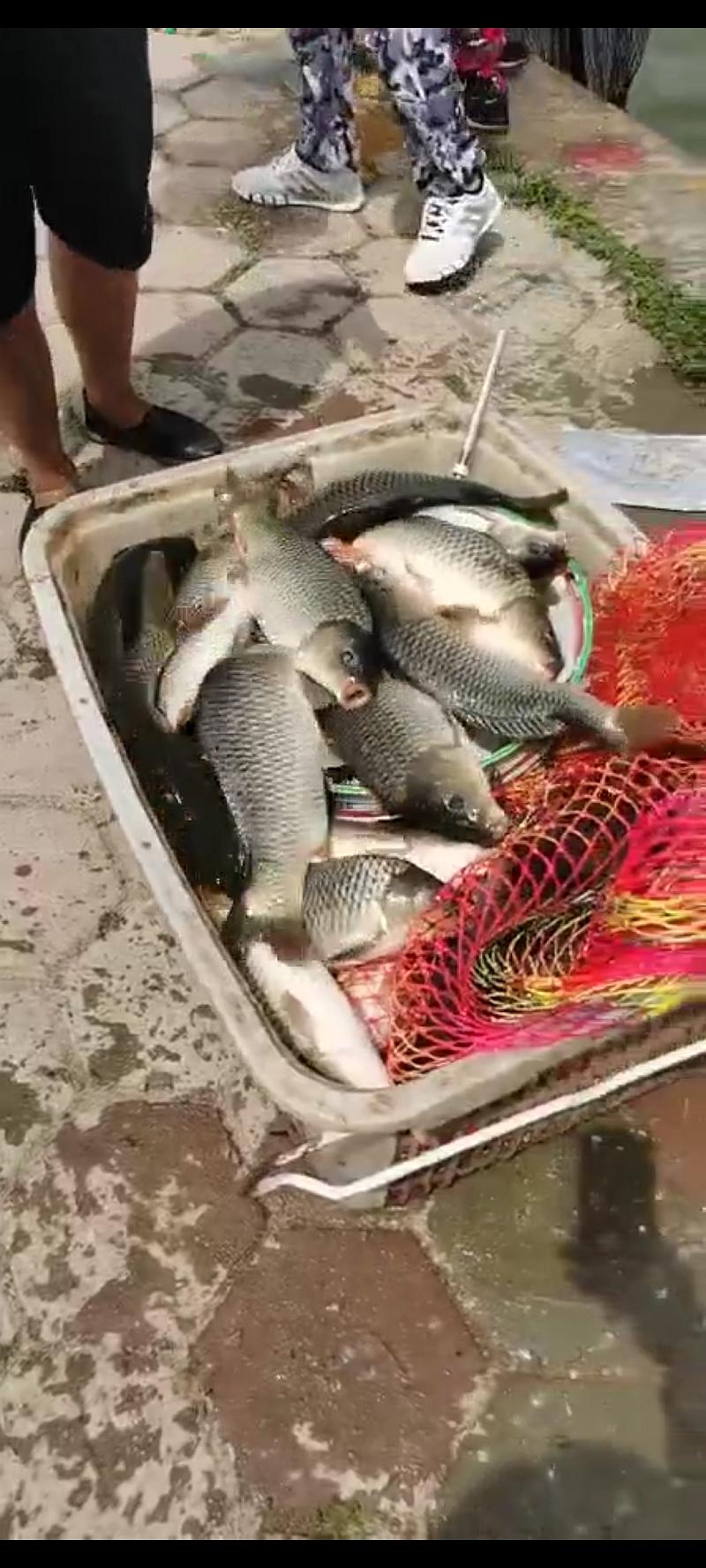 鱼情介绍图片