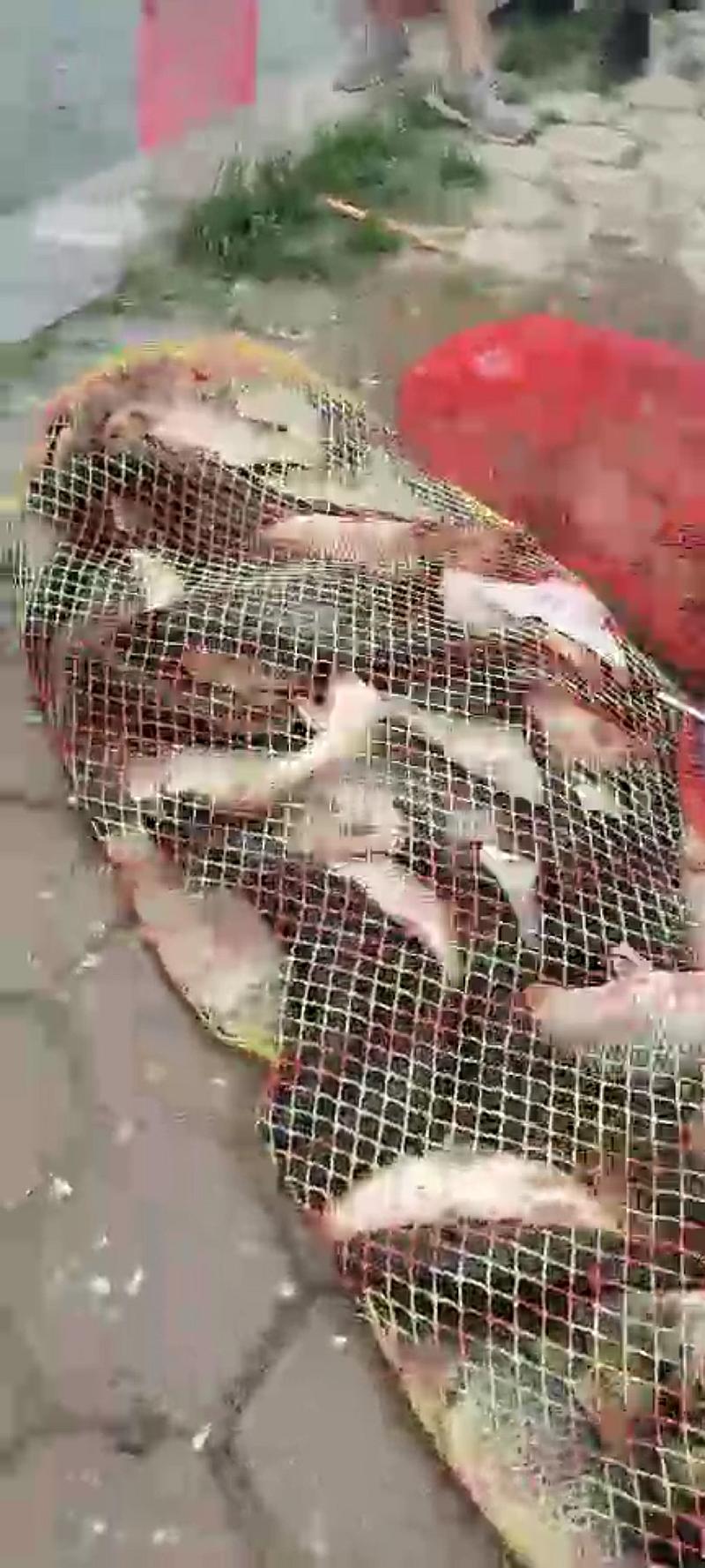鱼情介绍图片