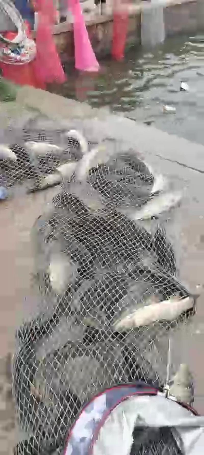 鱼情介绍图片