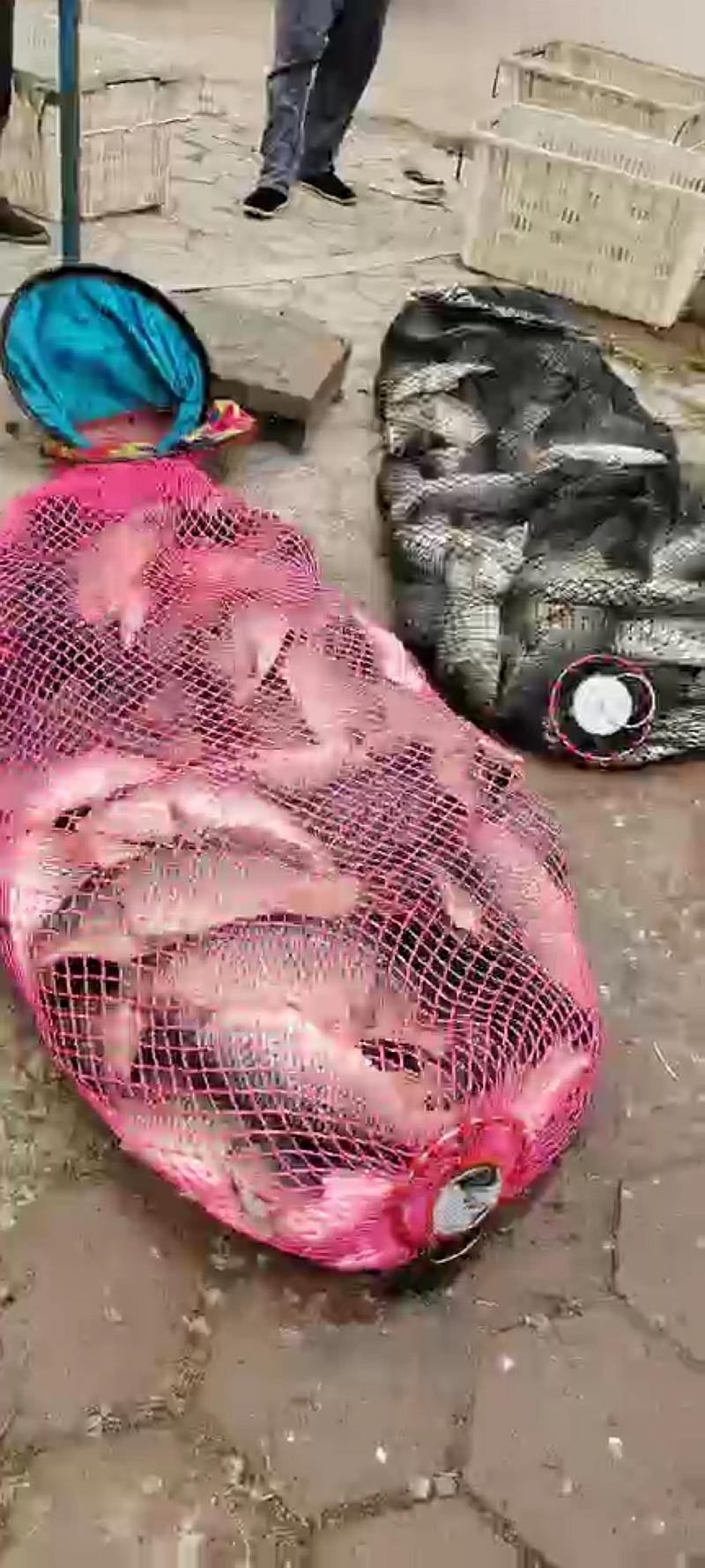 鱼情介绍图片
