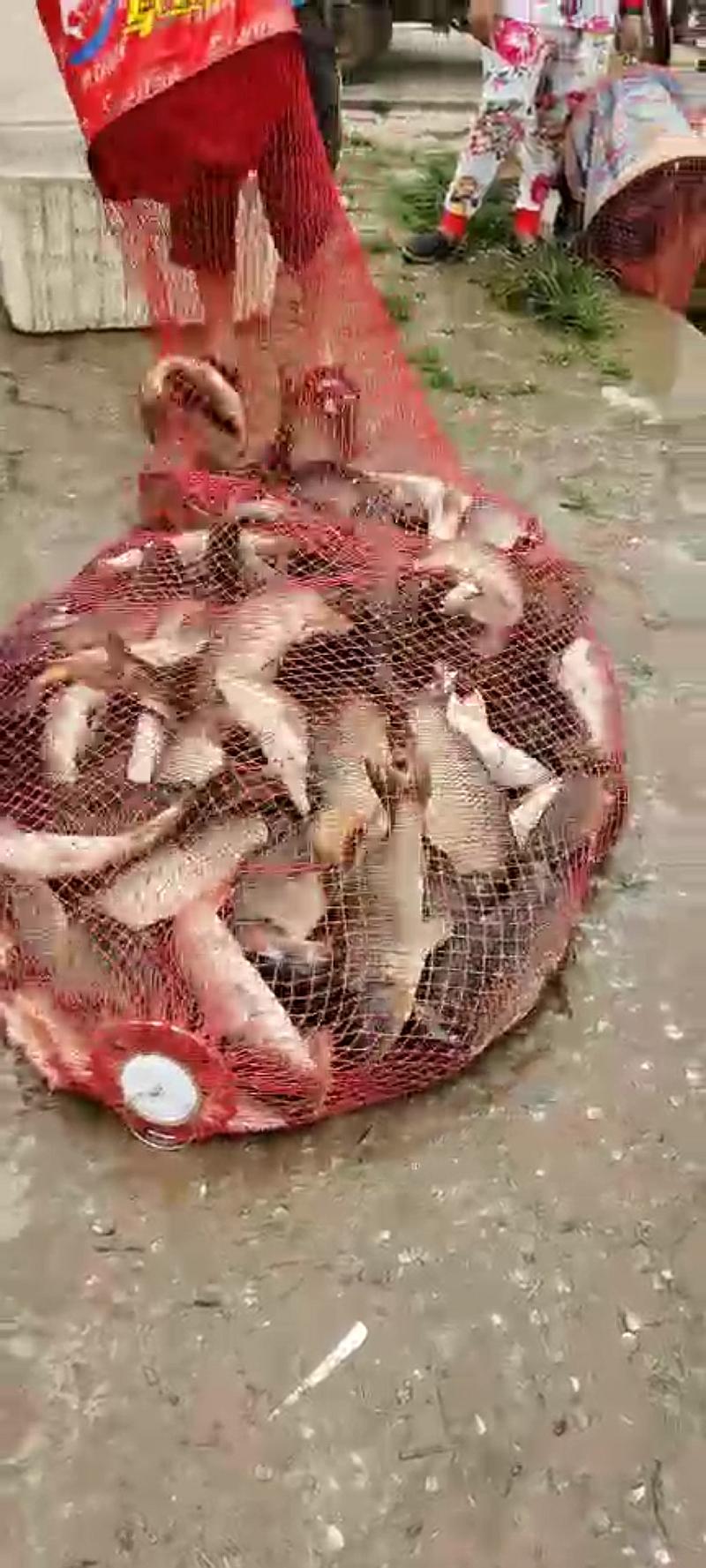 鱼情介绍图片