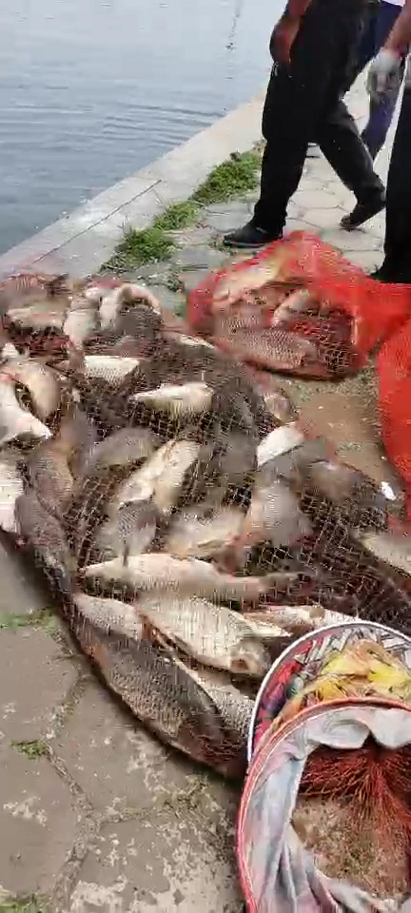 鱼情介绍图片