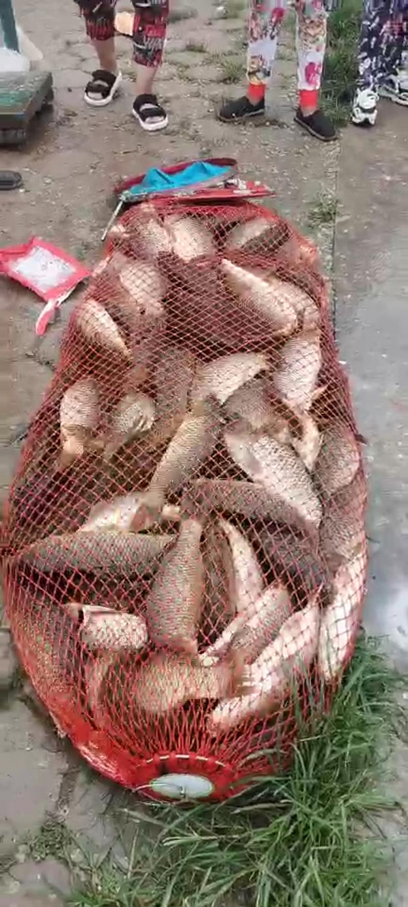 鱼情介绍图片
