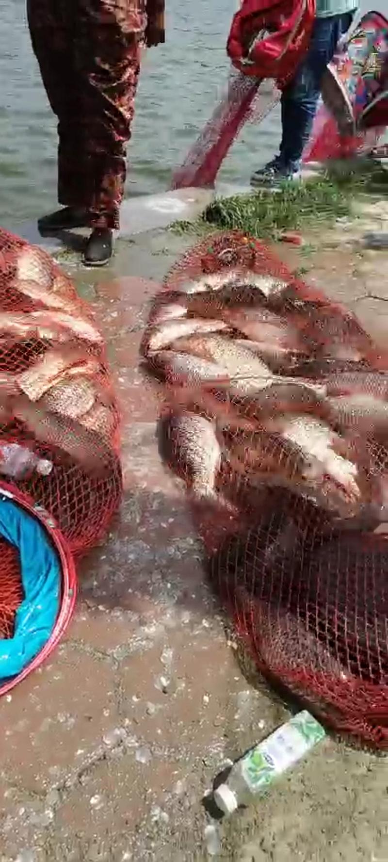 鱼情介绍图片