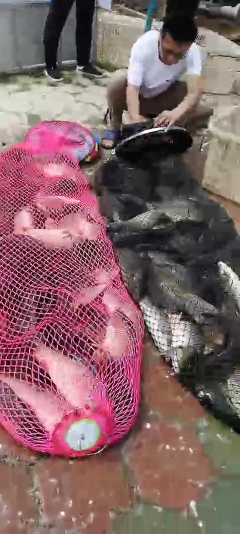 鱼情介绍图片