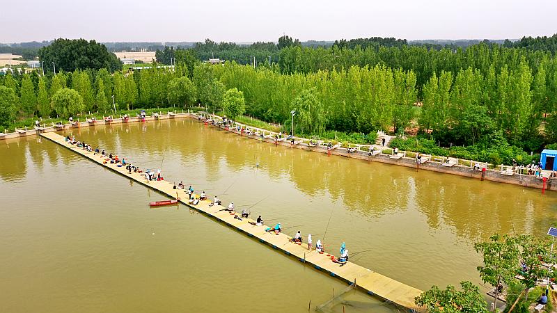 鱼情介绍图片