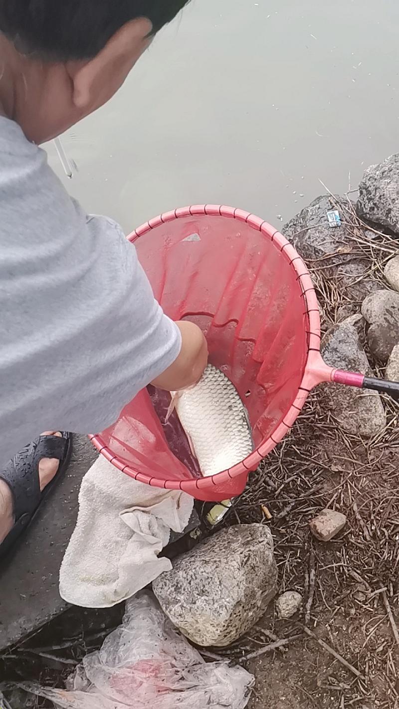 鱼情介绍图片