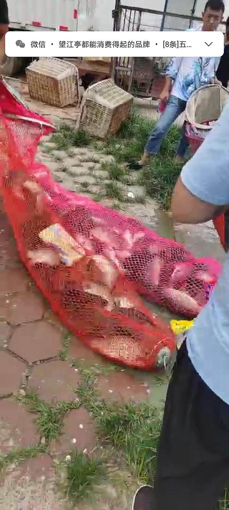 鱼情介绍图片