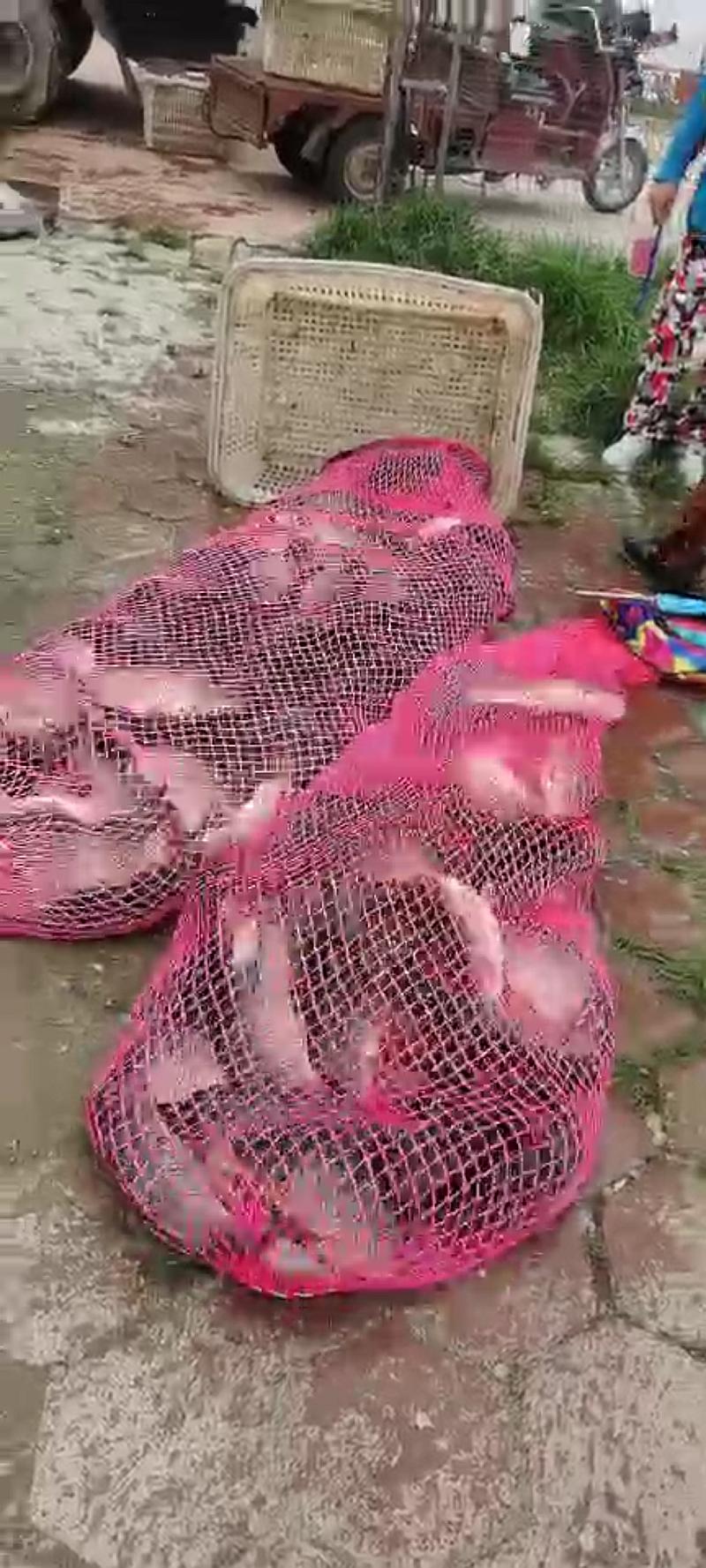 鱼情介绍图片