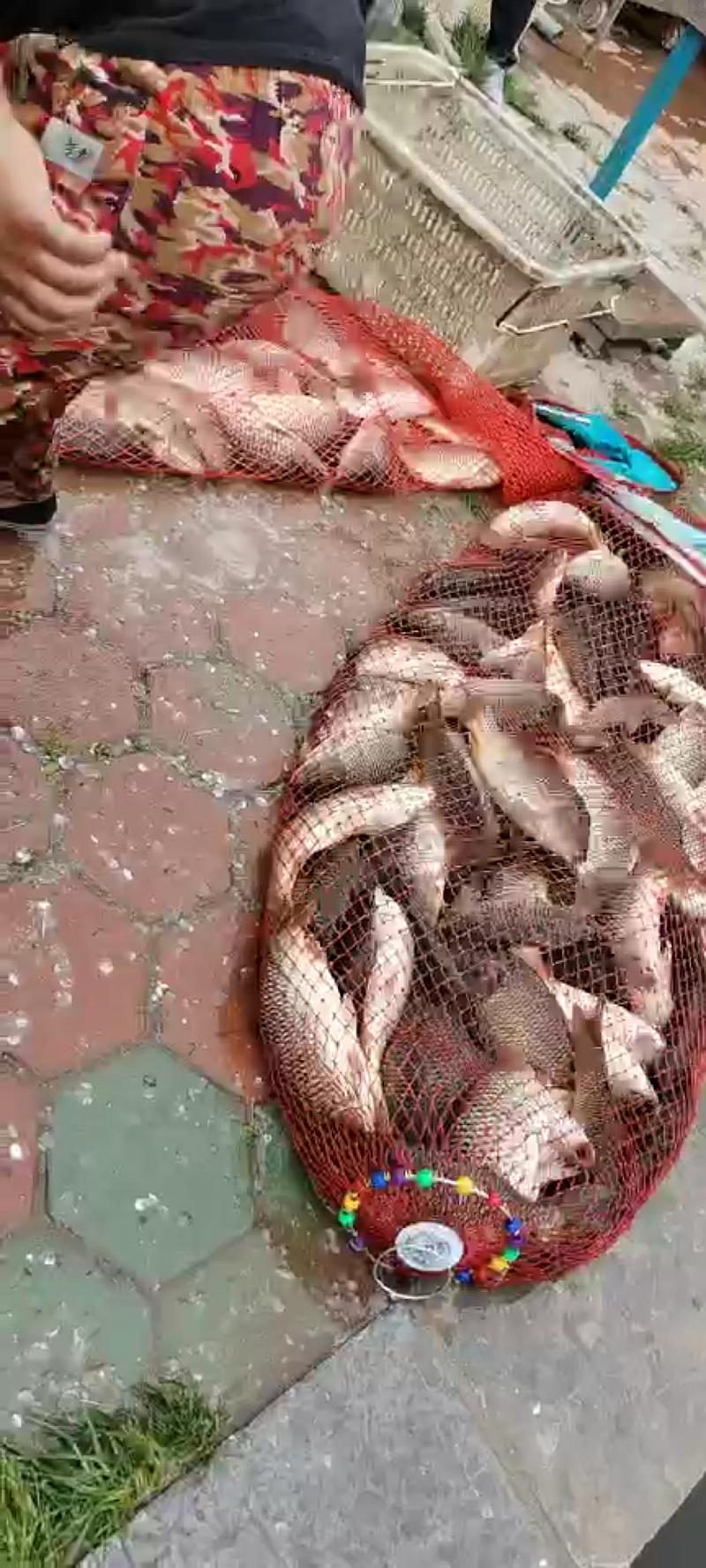 鱼情介绍图片
