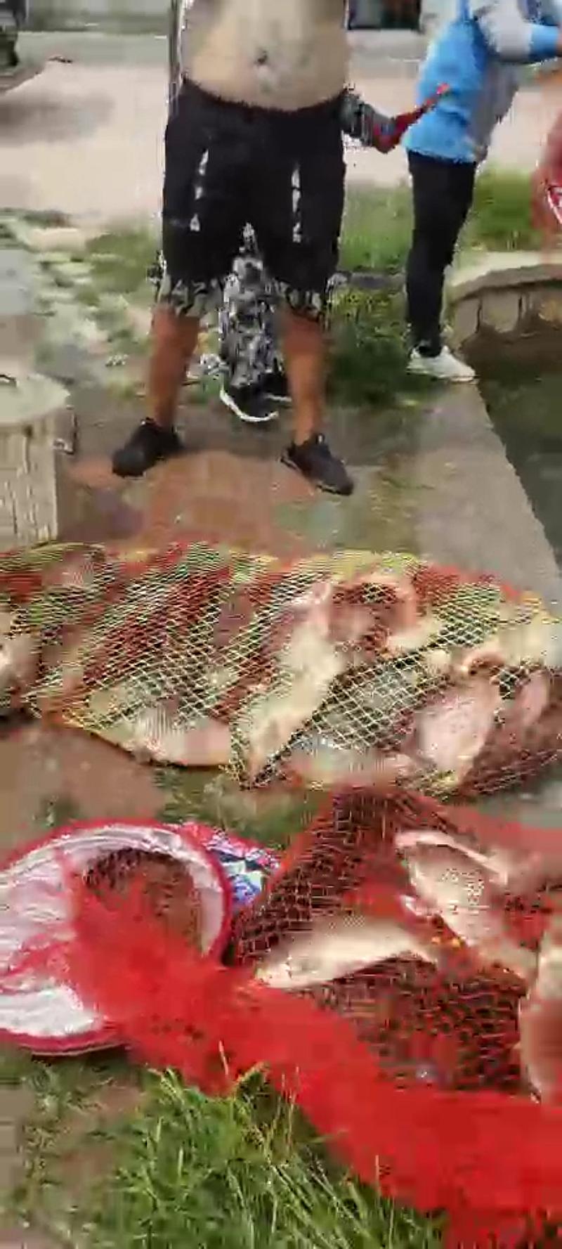 鱼情介绍图片