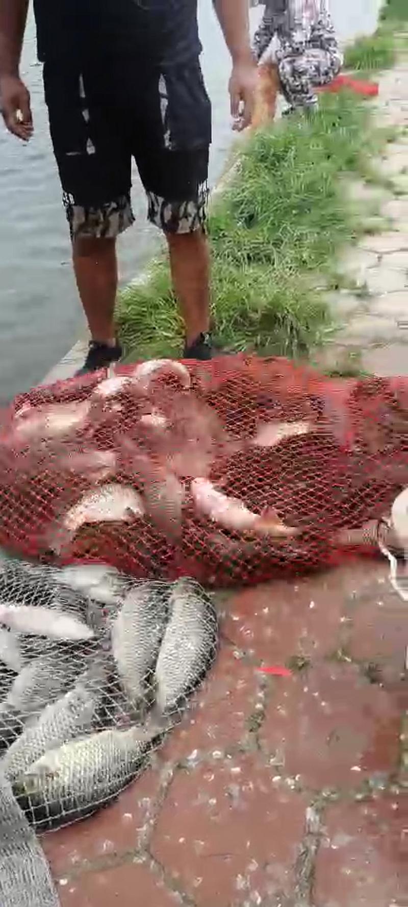 鱼情介绍图片