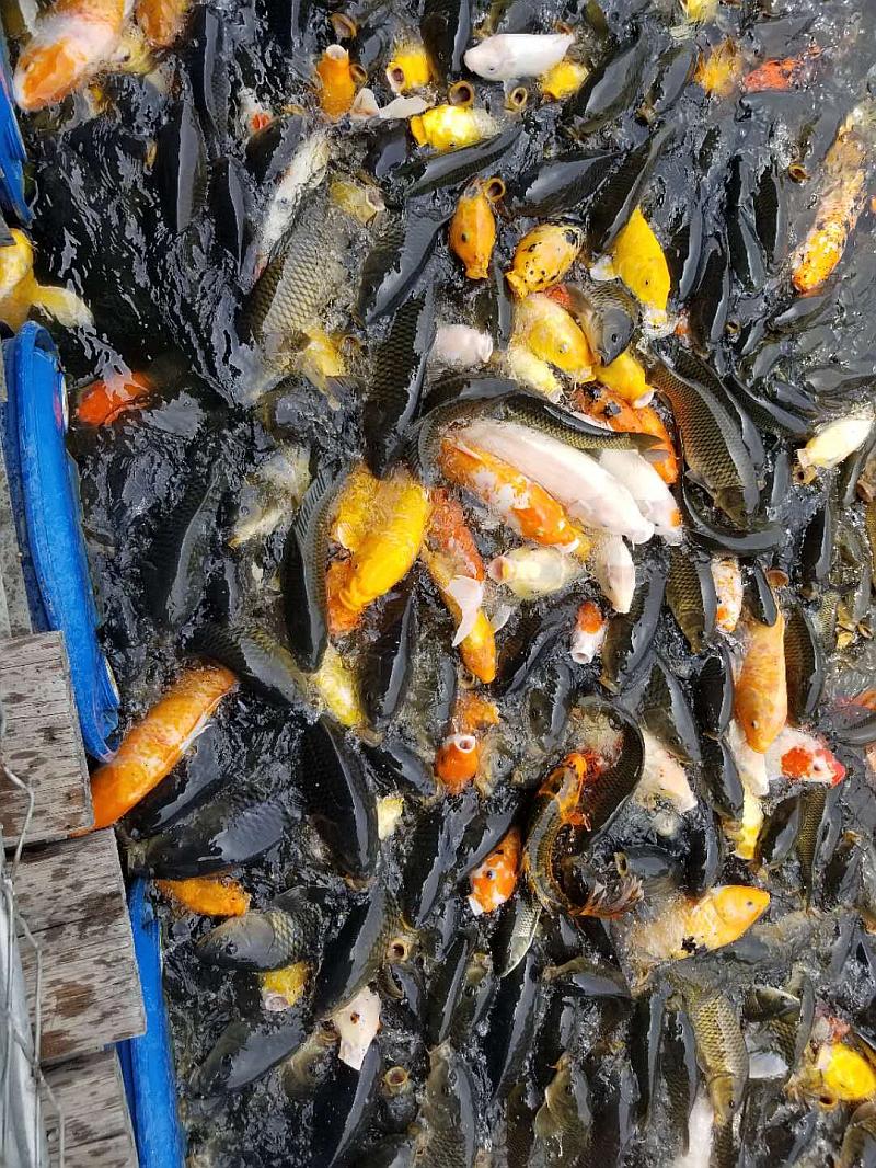 鱼情介绍图片