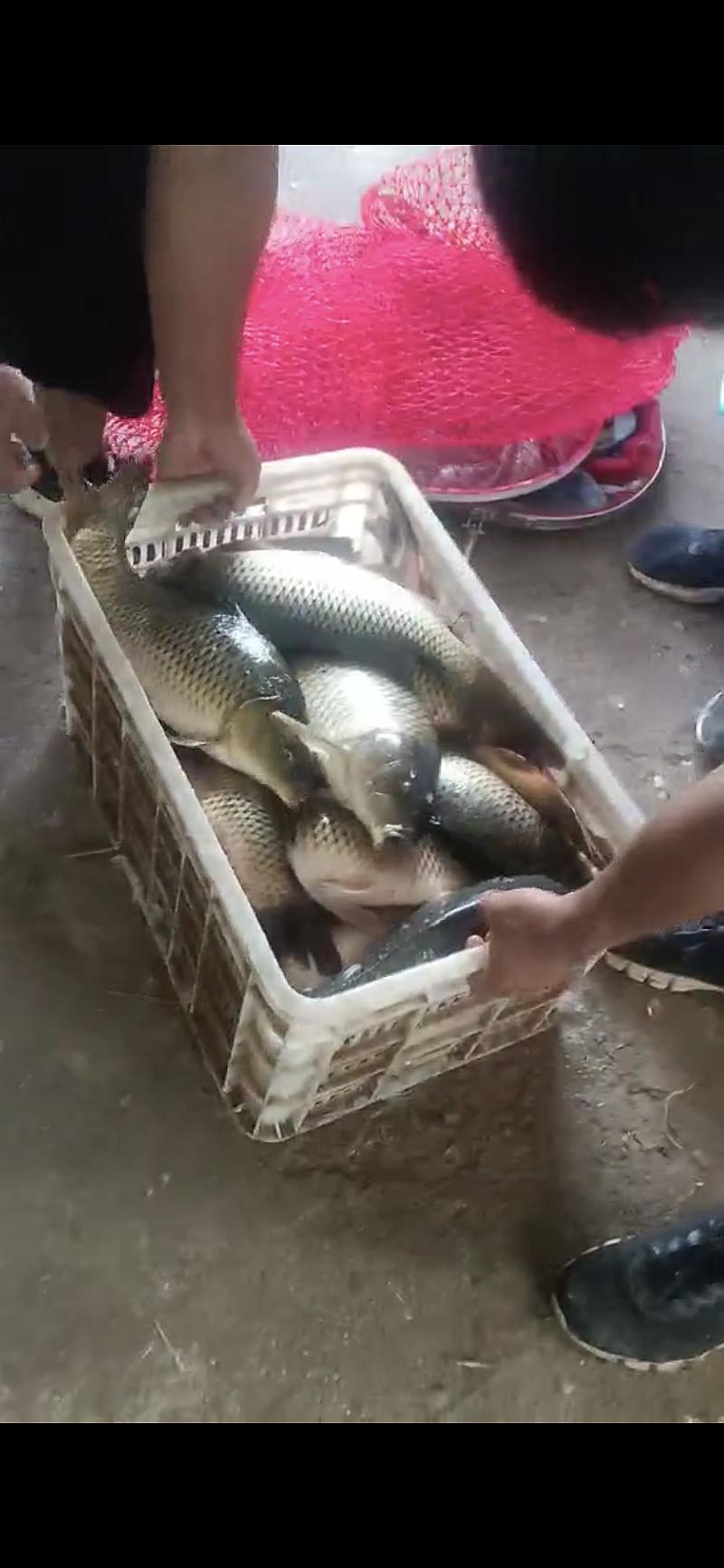 鱼情介绍图片