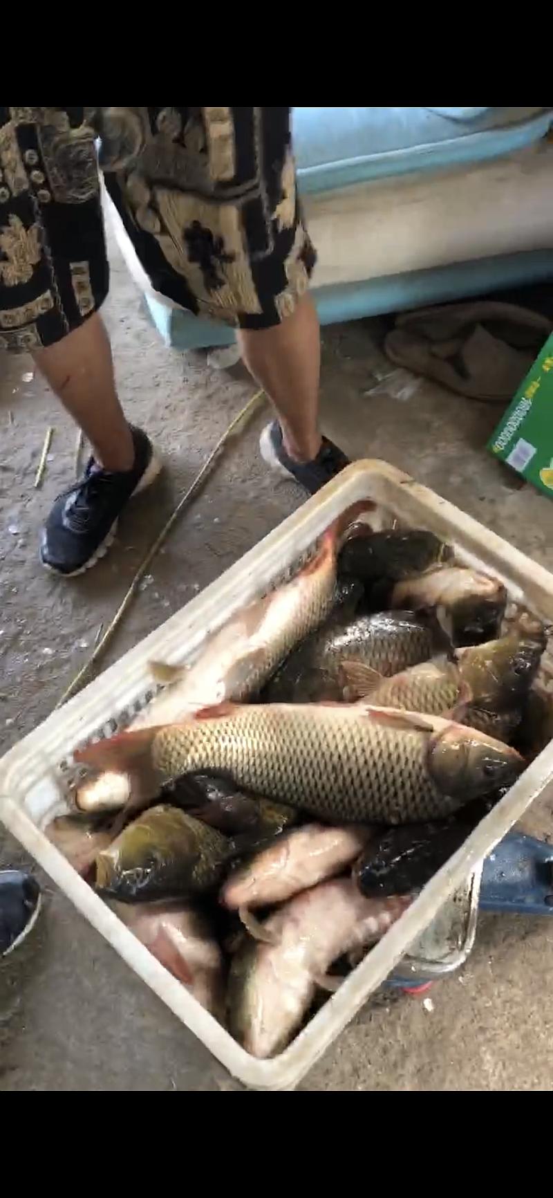鱼情介绍图片