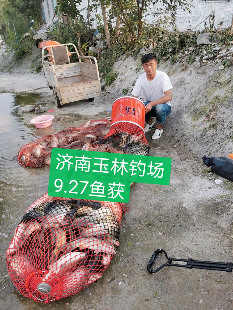 鱼情介绍图片