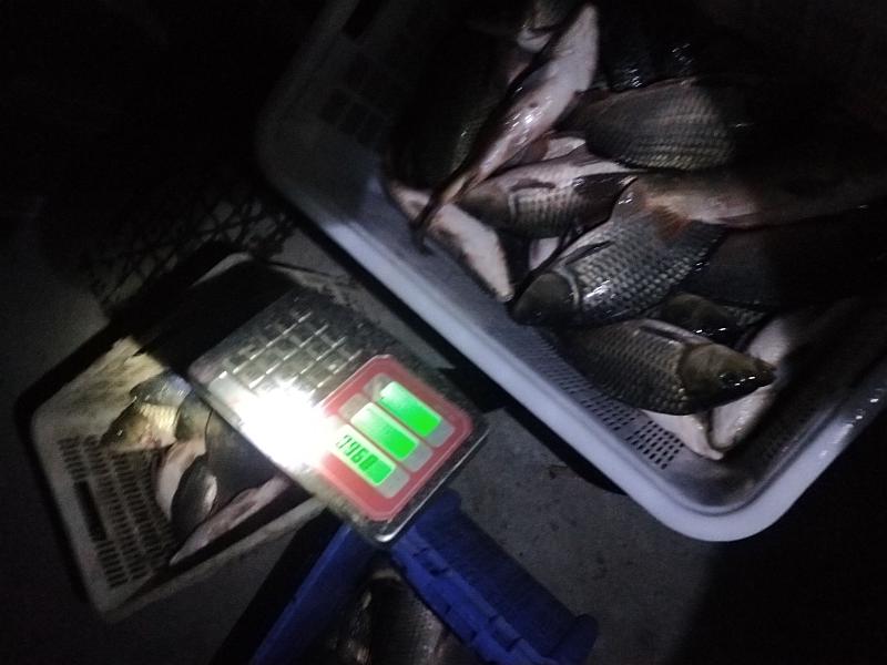 鱼情介绍图片