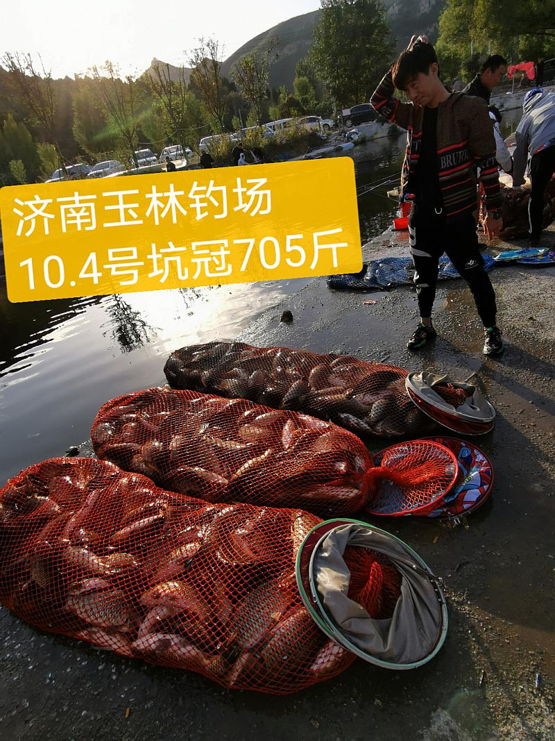 鱼情介绍图片