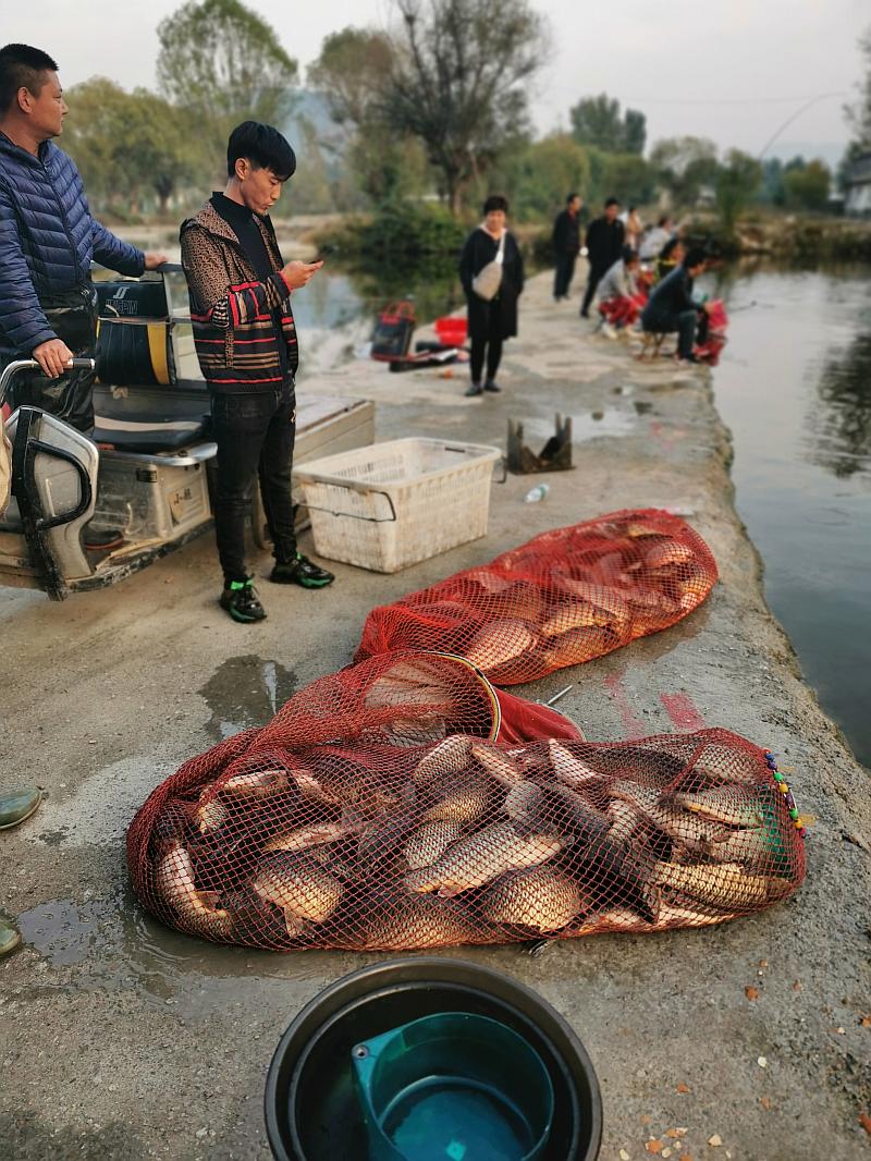 鱼情介绍图片