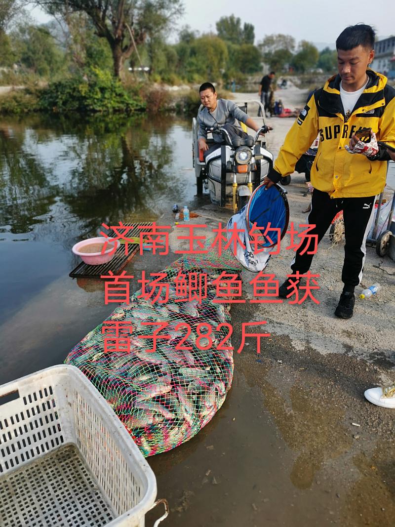 鱼情介绍图片
