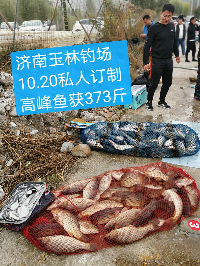 鱼情介绍图片