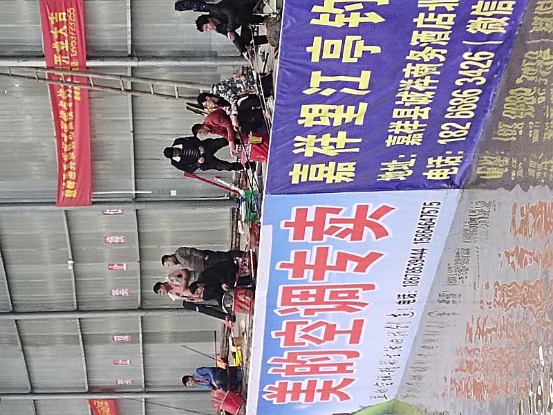 鱼情介绍图片