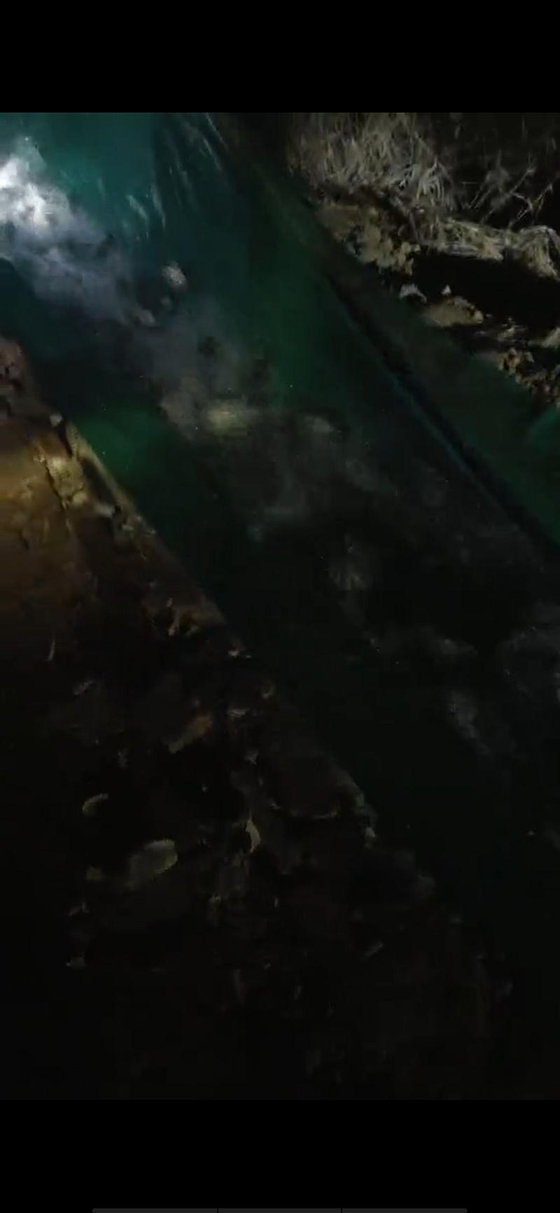 鱼情介绍图片