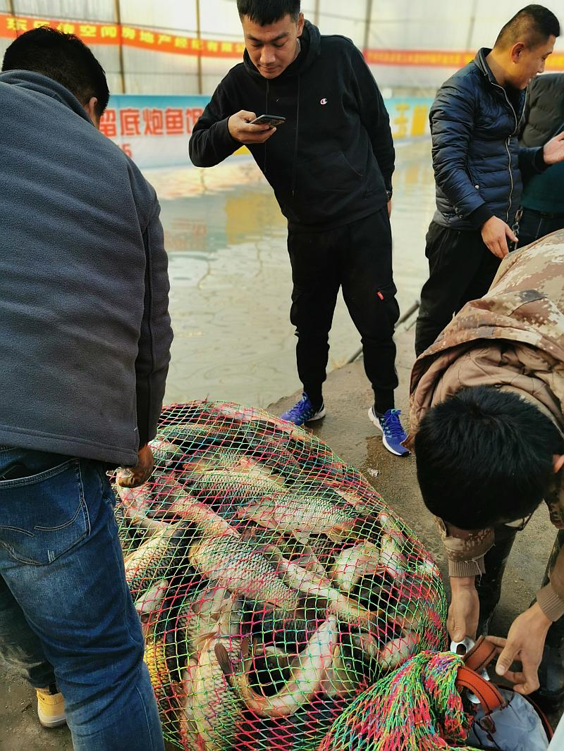 鱼情介绍图片