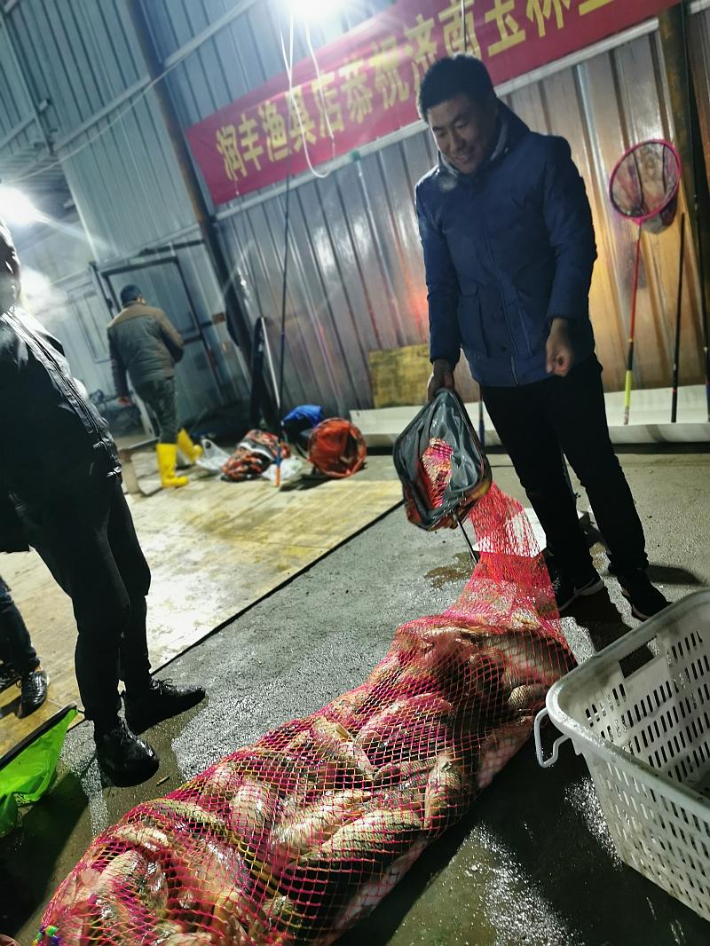 鱼情介绍图片