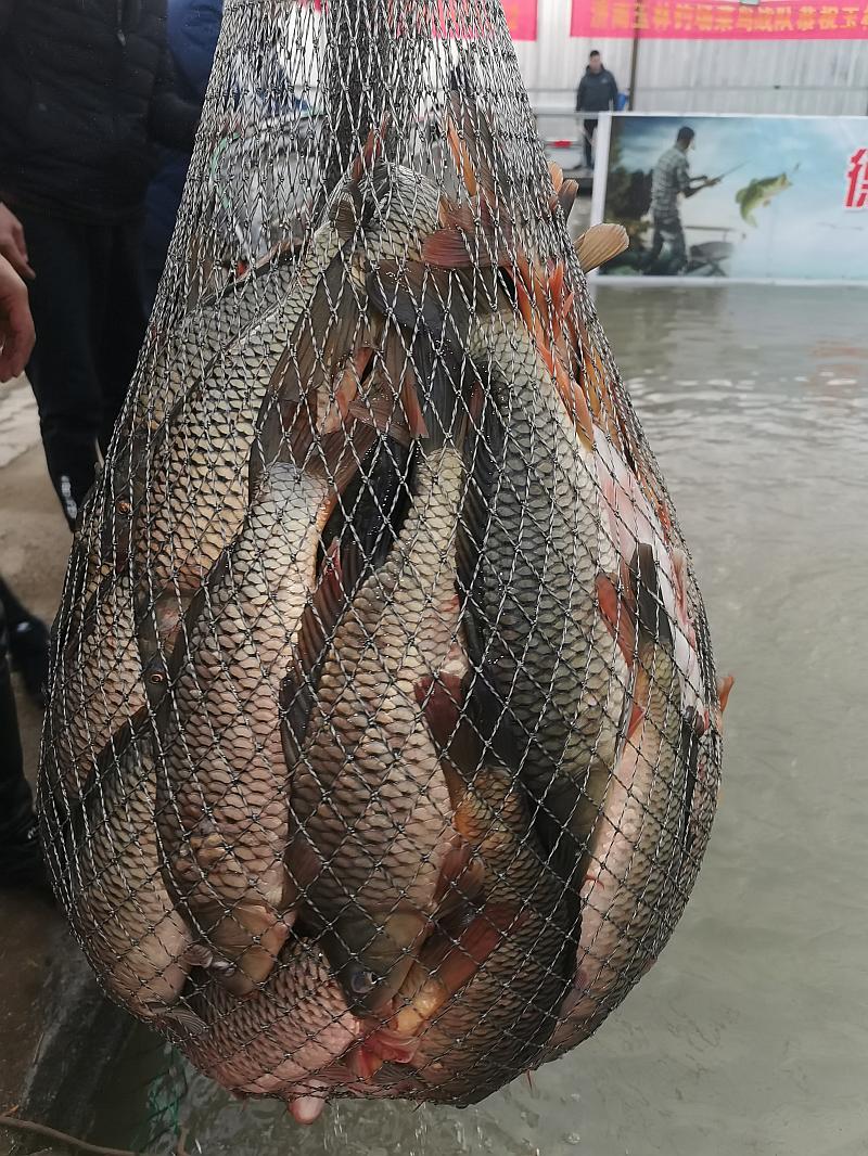 鱼情介绍图片