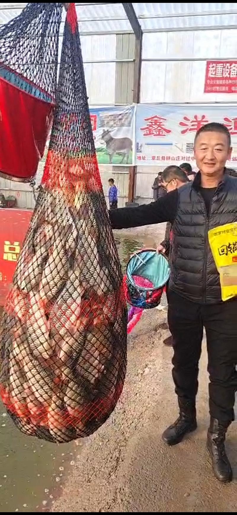 鱼情介绍图片