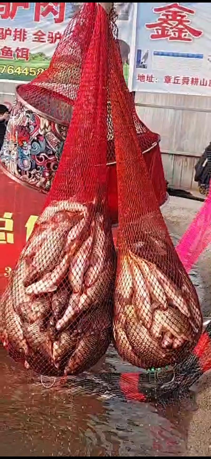 鱼情介绍图片