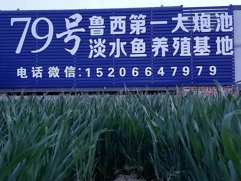 鱼情介绍图片