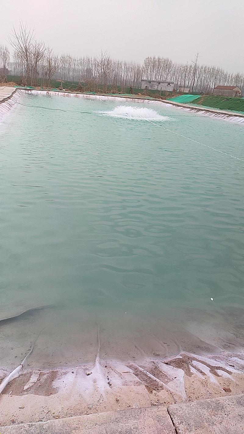 鱼情介绍图片
