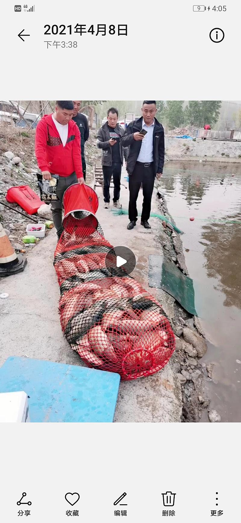 鱼情介绍图片