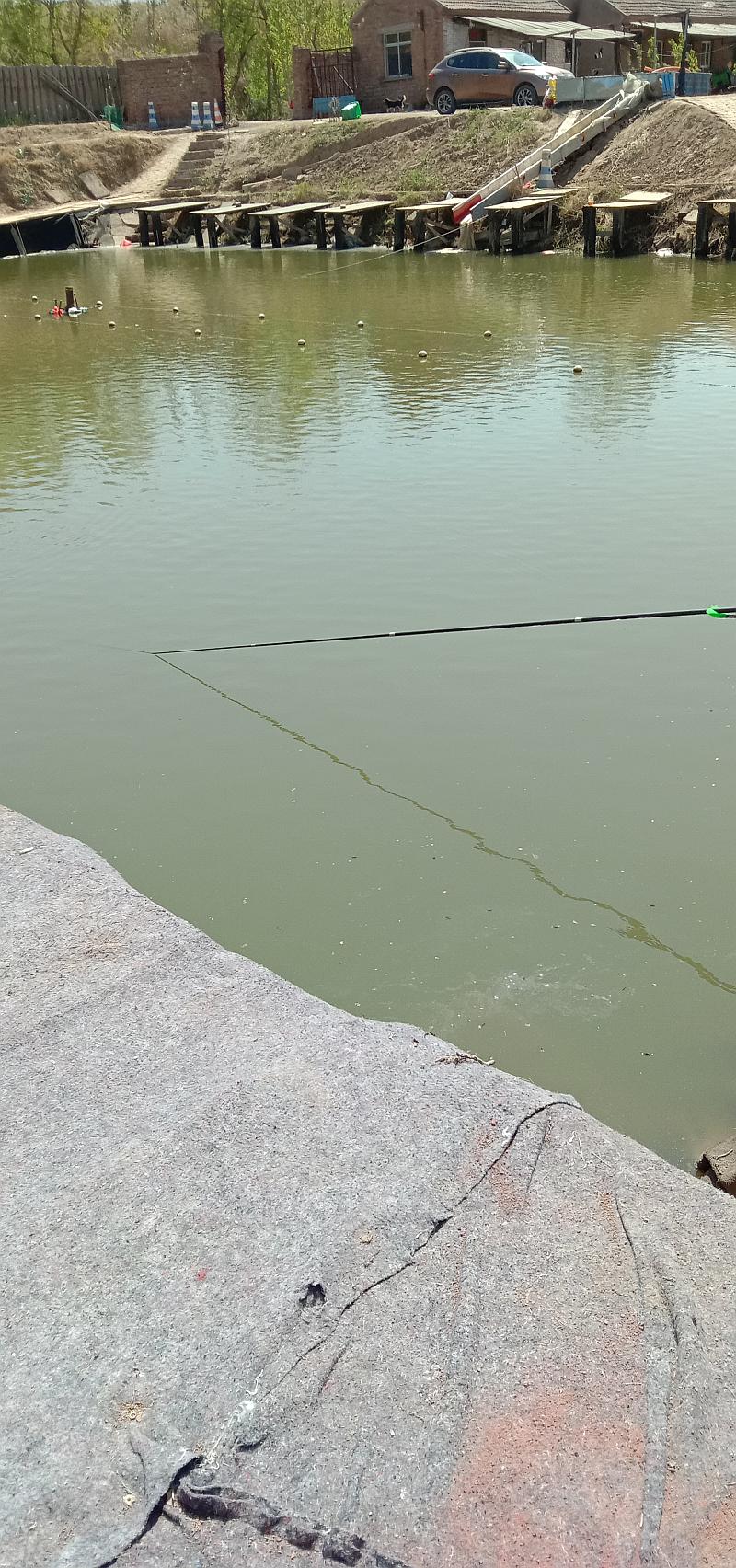 鱼情介绍图片