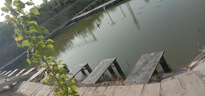 鱼情介绍图片